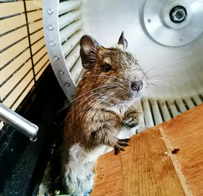 Why Homeowners & Businesses Trust Us Machesney Park, IL